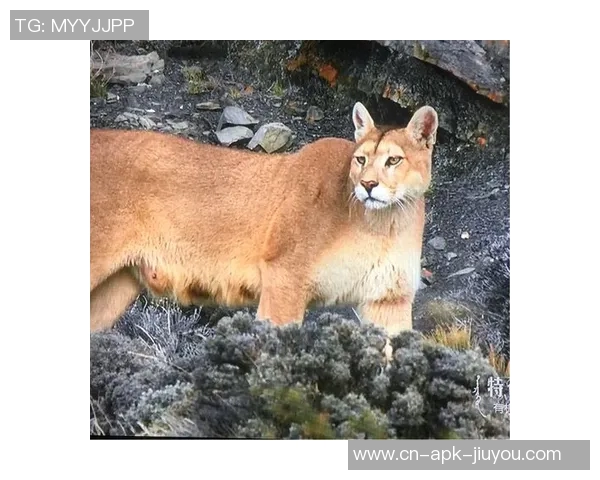 人类与老虎的生死对决探讨人与自然的和谐共生之道