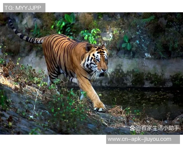 人类与老虎的生死对决探讨人与自然的和谐共生之道 人类与老虎的生死对决探讨人与自然的和谐共生之道